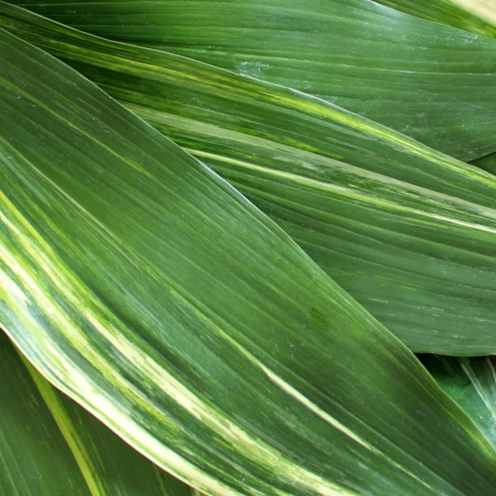 MrLeatherleaf's tweet photo. Beautiful stripes make for beautiful #greenery, and arranged or wrapped, the beauty of Variegated #Aspidistra steals the show. 🍃

Available online, year-round in 10 and 15 bunch packs.

🌿 #AmericanGrown
💥 FREE FedEx Shipping
📦 Available at Wholesale

https://t.co/GybKAOGKcl https://t.co/xSKZgre6in
