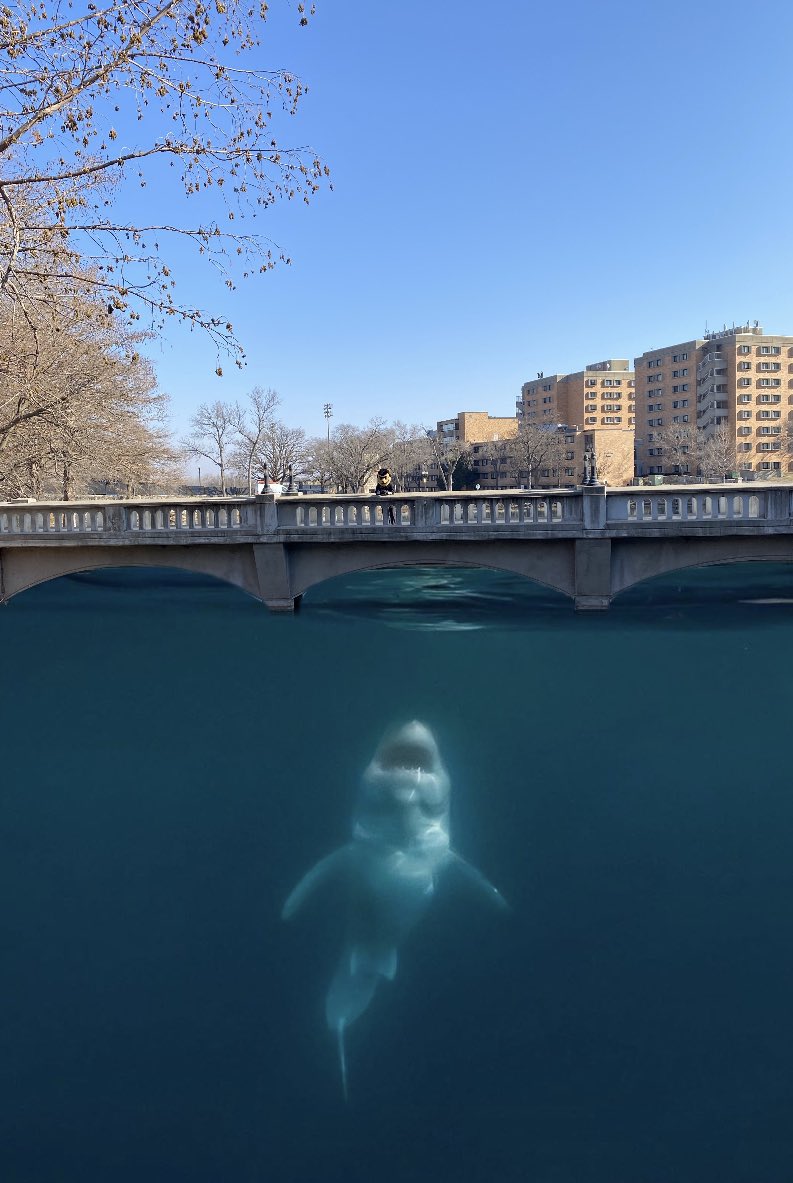 emporiastate's tweet photo. ⚠️ WARNING ⚠️ 

Wooster Lake is under shark watch. Please be alert when walking across the bridge or around the water. Reports say the only way to deter it is to scream the ESU fight song at the top of your lungs. 
#StingersUp https://t.co/jKHINPbtwz