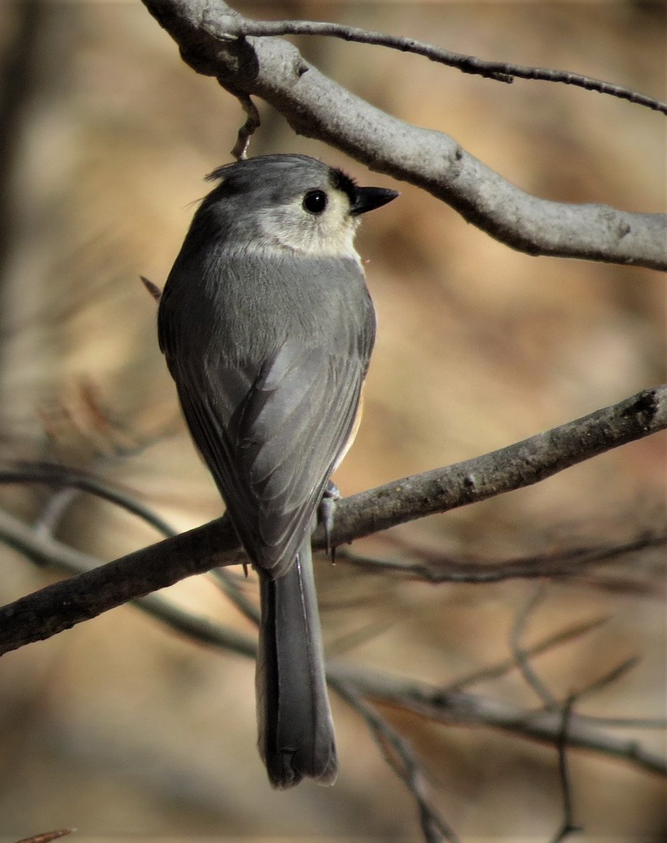 WDCGardener's tweet photo. Learn all about the Adorable Tufted Titmouse in the March 2022 issue of Washington Gardener Magazine at https://t.co/5M2xegLxn3
#gardened #gardening #gardeningtwitter #birding #DMV #DC #birds #wildlifegarden https://t.co/QHTocGvxMu