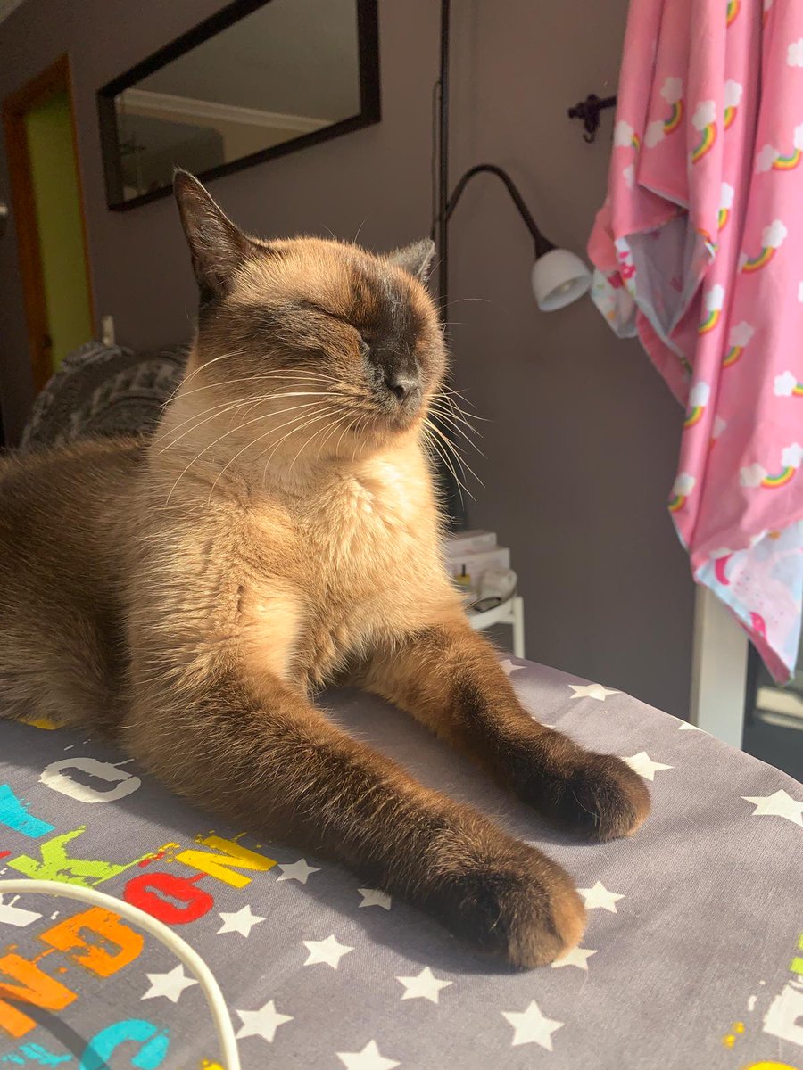Gabesz57302019's tweet photo. 9 anys 😻😺 #boton #mici #micus #gat #cat #testimem https://t.co/GBcWXDtDUe