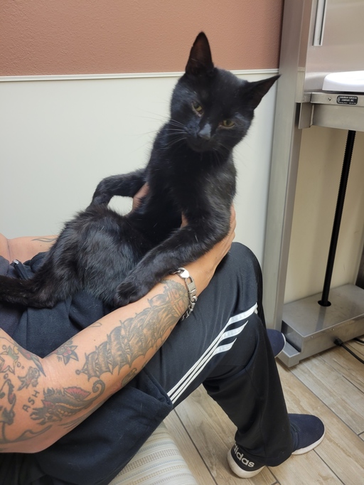 PromoPotts's tweet photo. My four-legged friend and I are the newest members of the #FurBuddies Community! 🐶 🐱They'll sample free pet products while I share my reviews. So excited! 😻 Join me to connect with other pet parents, sample #FreePetProducts, and more. #ad https://t.co/enHe1SxrvG https://t.co/AU1GxDGUG9