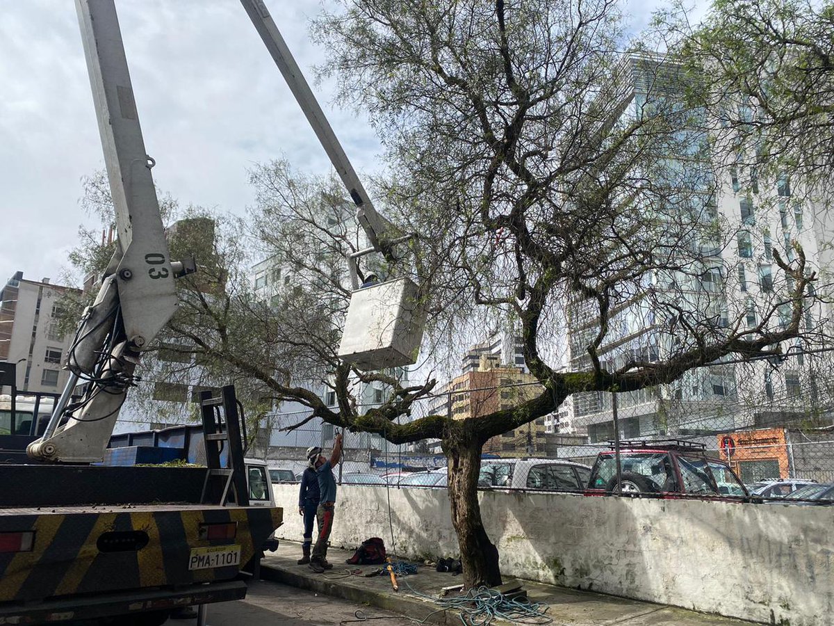 ObrasQuito's tweet photo. 👉Hoy salvamos a un viejo amigo que sufrió una fisura en su tronco por el peso de sus ramas.

Nuestro equipo de arborización a través de un proceso técnico trabajó en estabilizar la base del tronco de un Molle. 🌳
#PorUnQuitoDigno
@santiguarderas https://t.co/I9ClflGwMl