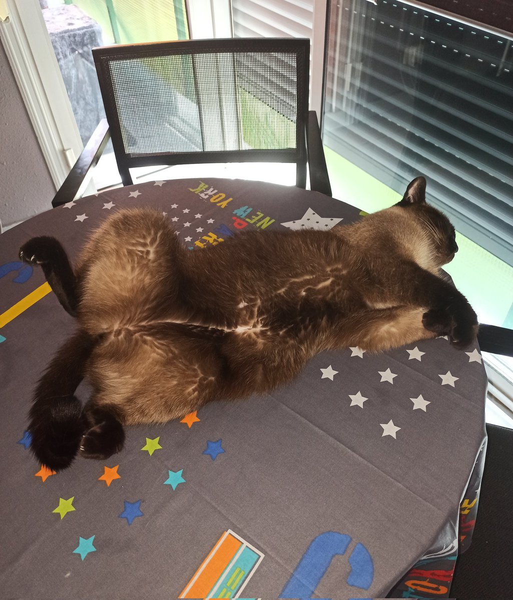 Gabesz57302019's tweet photo. 9 anys 😻😺 #boton #mici #micus #gat #cat #testimem https://t.co/GBcWXDtDUe