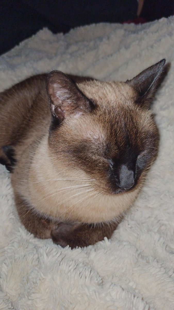 Gabesz57302019's tweet photo. 9 anys 😻😺 #boton #mici #micus #gat #cat #testimem https://t.co/GBcWXDtDUe