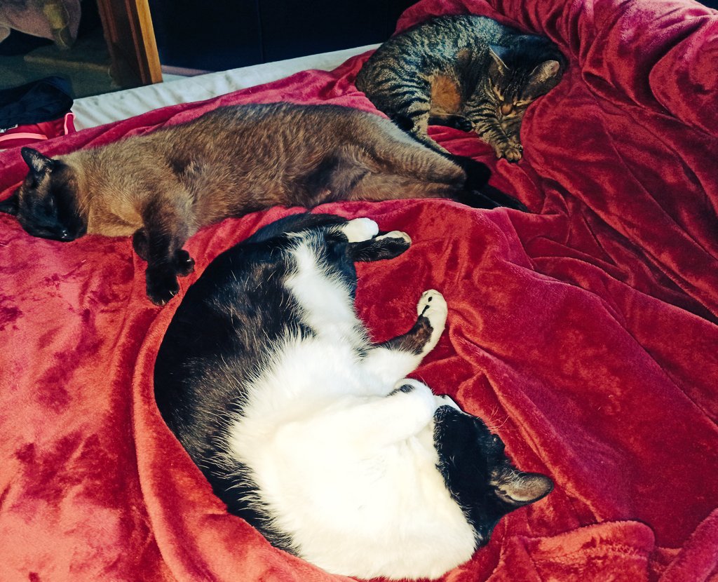 Gabesz57302019's tweet photo. 9 anys 😻😺 #boton #mici #micus #gat #cat #testimem https://t.co/GBcWXDtDUe