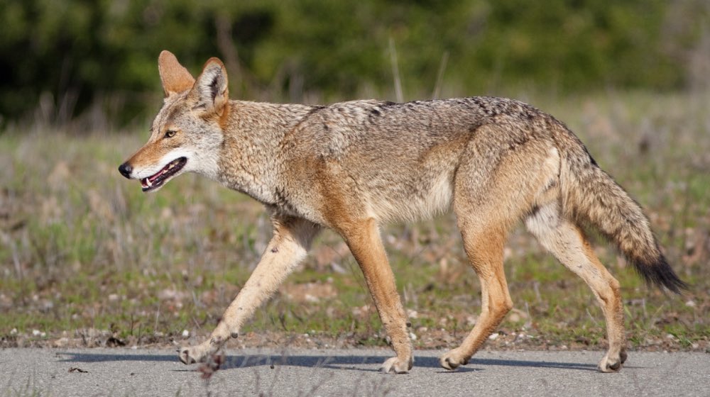 HBPoliceDept's tweet photo. ‼️Please don’t leave food out for coyotes‼️

We have received numerous reports of residents leaving food out to feed coyotes, this is not only dangerous, but also illegal. Leaving food in residential areas encourages coyotes to return to the area &amp; (1 of 2) https://t.co/jYQxRxcU5R