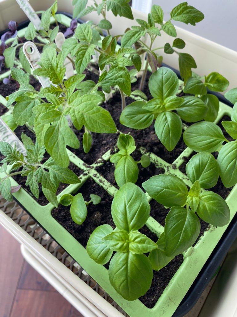 mrs_sreid's tweet image. Basil and tomato plants looking 💪🏼 &amp;amp; ready for the greenhouse in the next couple of weeks #growyourownfood #gardening #spring
