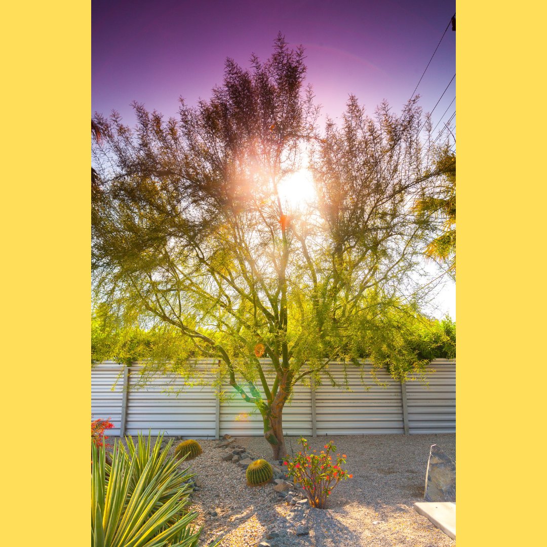 PlaimorParadise's tweet photo. We love April and May in #palmsprings when the palo verde trees bloom into a sea of golden yellow. #palmspringslife #nature #outdoors #spring #trees #paloverde https://t.co/zSX2RlKiUD