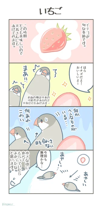 いちご。
(いちごの表面の種は鳥さんに中毒を起こす可能性があるので画を修正いたしました。先の物をRTいいねして下さった皆様、有難うございました…!)

#Buncho #javasparrow #文鳥 