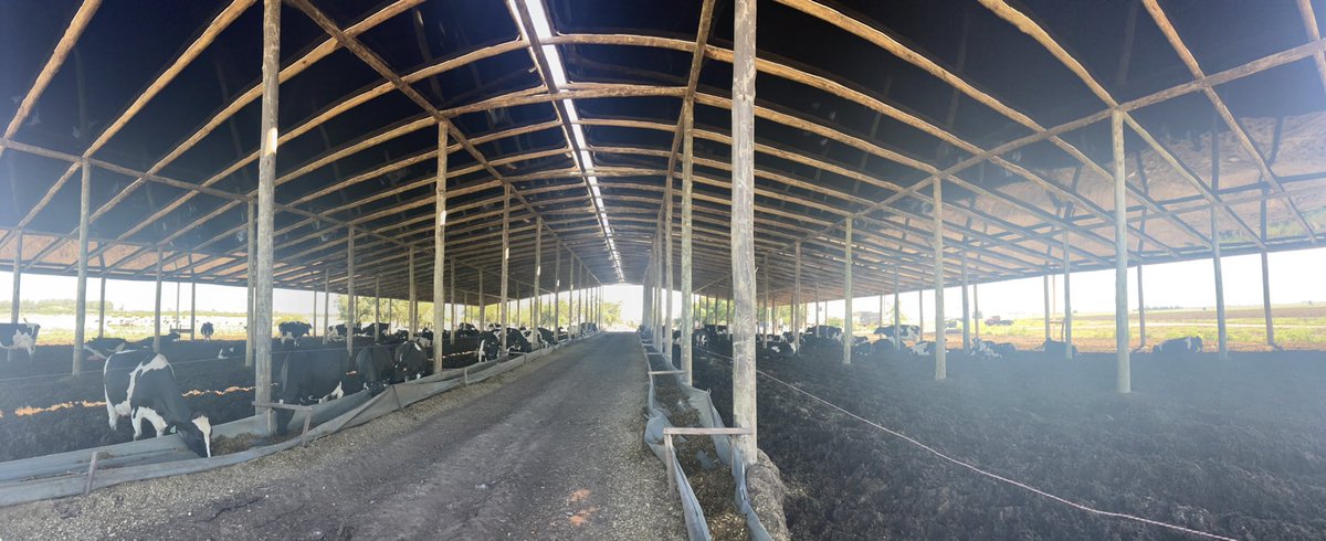 sns_uruguay's tweet photo. Sistema de #CamaCaliente protegido gracias a #UnikePlus de @Adisseo
Secuestrante de #micotoxinas de elección por el amplio secuestro que brinda y otros insumos que mejora la inmunidad de las vacas 🐮
#UnikePlus #Nutriad #Adisseo https://t.co/68gbQ3H2c1