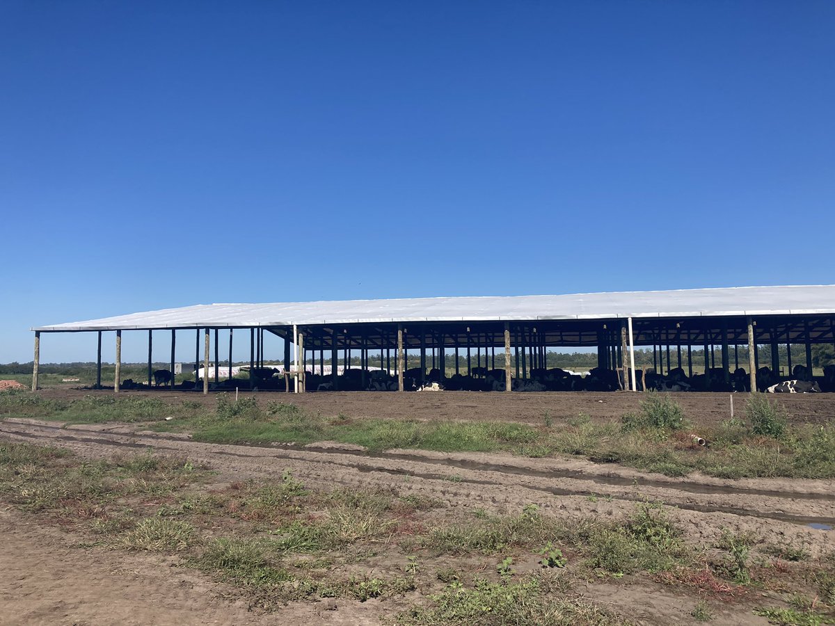 sns_uruguay's tweet photo. Sistema de #CamaCaliente protegido gracias a #UnikePlus de @Adisseo
Secuestrante de #micotoxinas de elección por el amplio secuestro que brinda y otros insumos que mejora la inmunidad de las vacas 🐮
#UnikePlus #Nutriad #Adisseo https://t.co/68gbQ3H2c1