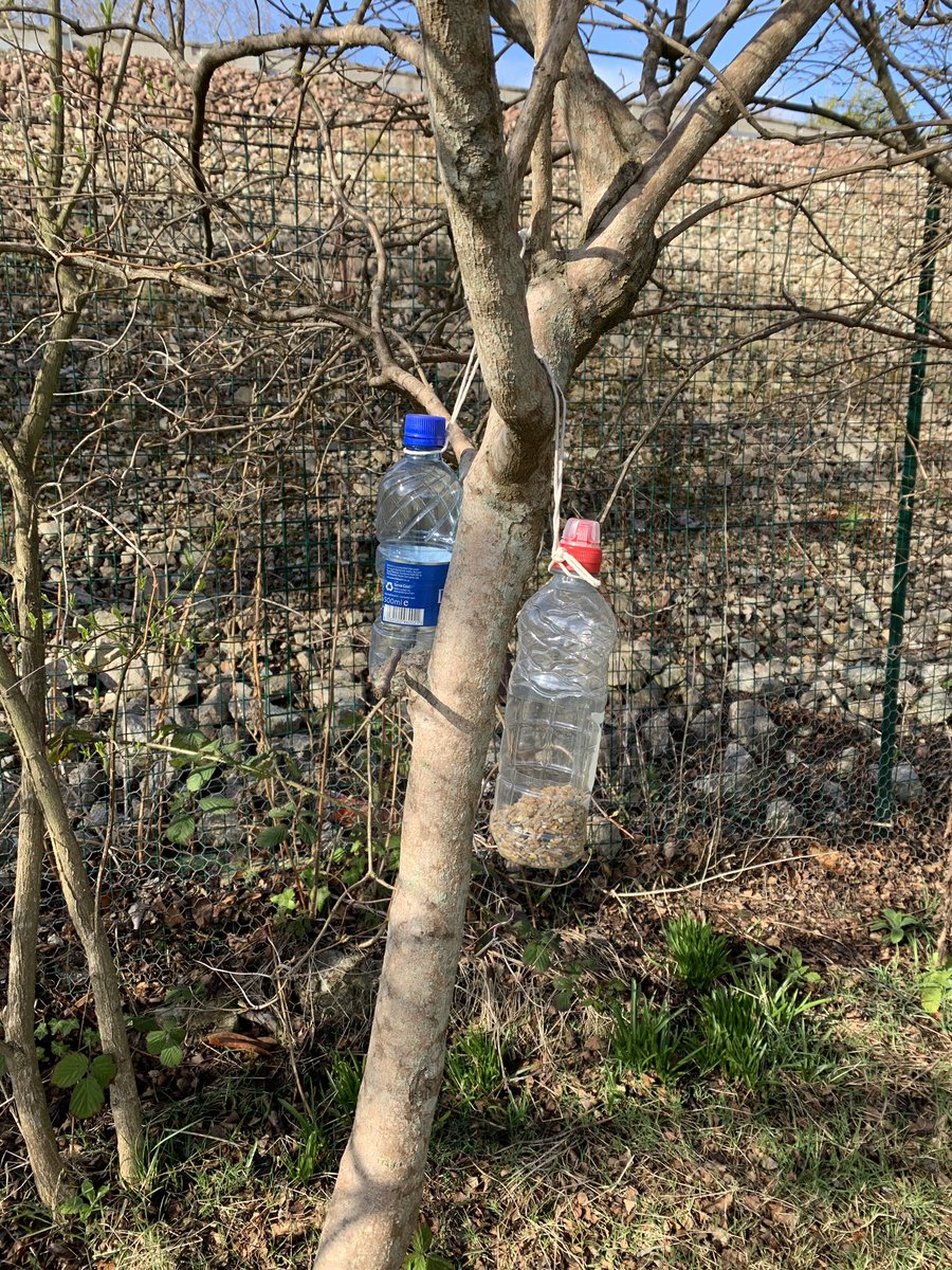 P1 visited the community garden this morning and filled up the bird feeders! #DyceLegacy #MagicalMarch #Community #PrimaryOne <a href="/MrsRose67097001/">Mrs Rose</a> <a href="/MissBain_EYP/">𝘏𝘦𝘢𝘵𝘩𝘦𝘳 𝘉𝘢𝘪𝘯</a> <a href="/MissTait21/">Miss Tait</a> @MissSarahLaw @DycePrimary