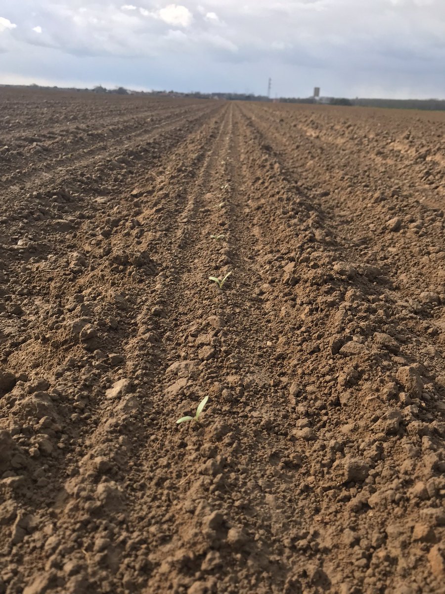emilien152's tweet photo. @_MissBetter toutes bien ligne les unes derrière les autres !🤞🤞qu’elles n’aient pas trop froid ce we..!#tereos https://t.co/JqPjv9ZlKq