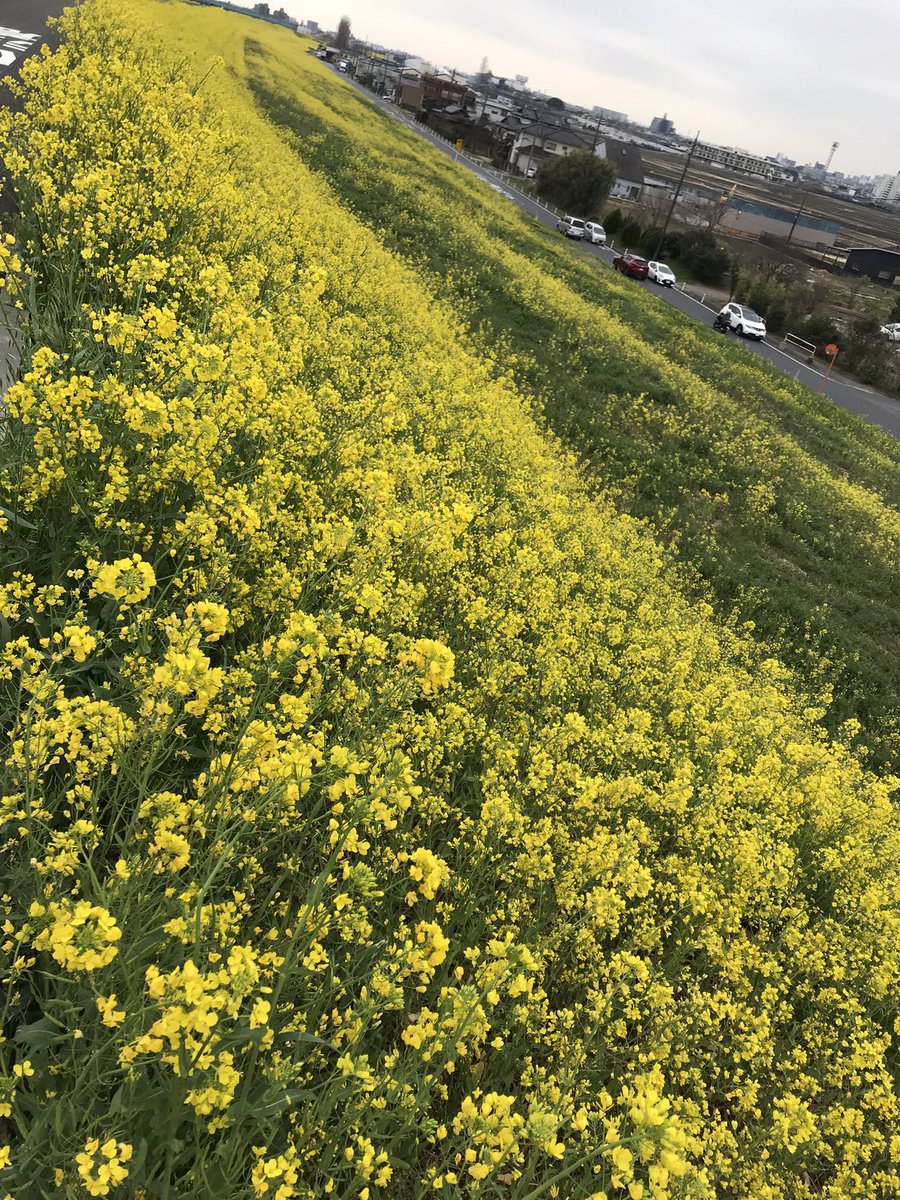 syoudaiwanderer's tweet photo. 先日はディズニーランドへ行ってきました。走って。ついでに葛西まで戻って銭湯へ。あー楽しかった。#running #runhack #runtrip #ランニング #ガーミン #Garmin #ホカラン #ディズニーランド https://t.co/y9EuOOyMZv