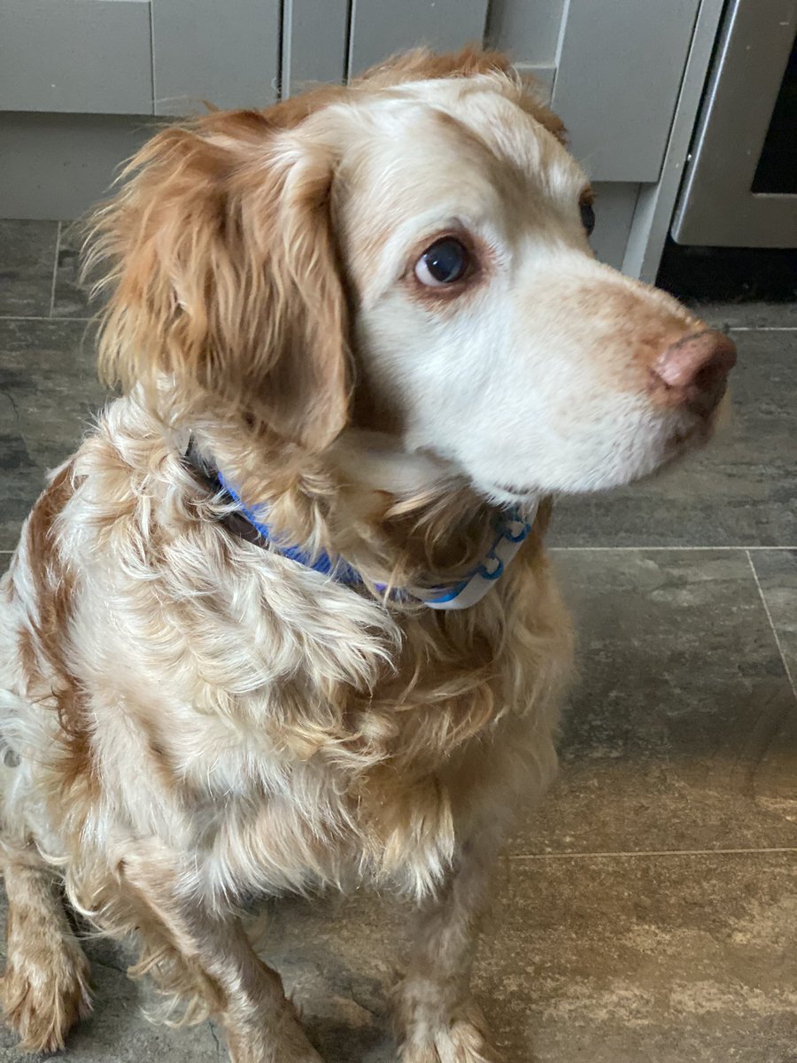 SpanielsSuper's tweet photo. @HGrafdad I think they just muddled through while they searched for a problem solver, then they found me and their lives are now perfect #IndespensibleRonnie #MrHelpful #AdoptDontShop https://t.co/bOXPi5daZq