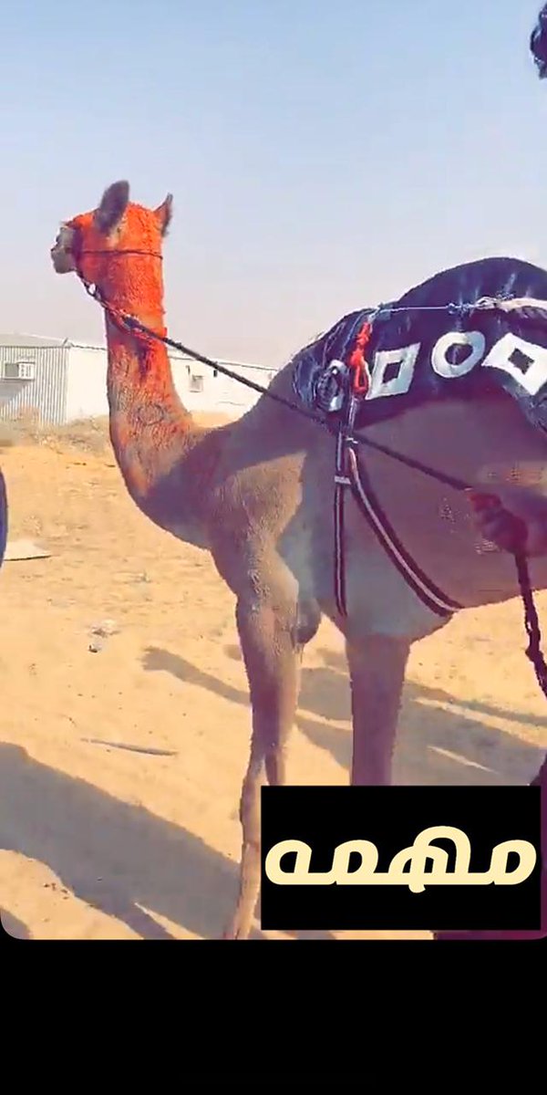 التهاني والناموس 

ل مشعل بن ملوح العنزي

على انتزاع (مهمه ) المركز الاول وتقديمها العروض المميزه🥇 في مهرجان هباش في ميدان القصيم هذا المساء

سلام ابو صالح سلام
سلام مهمه سلاممم