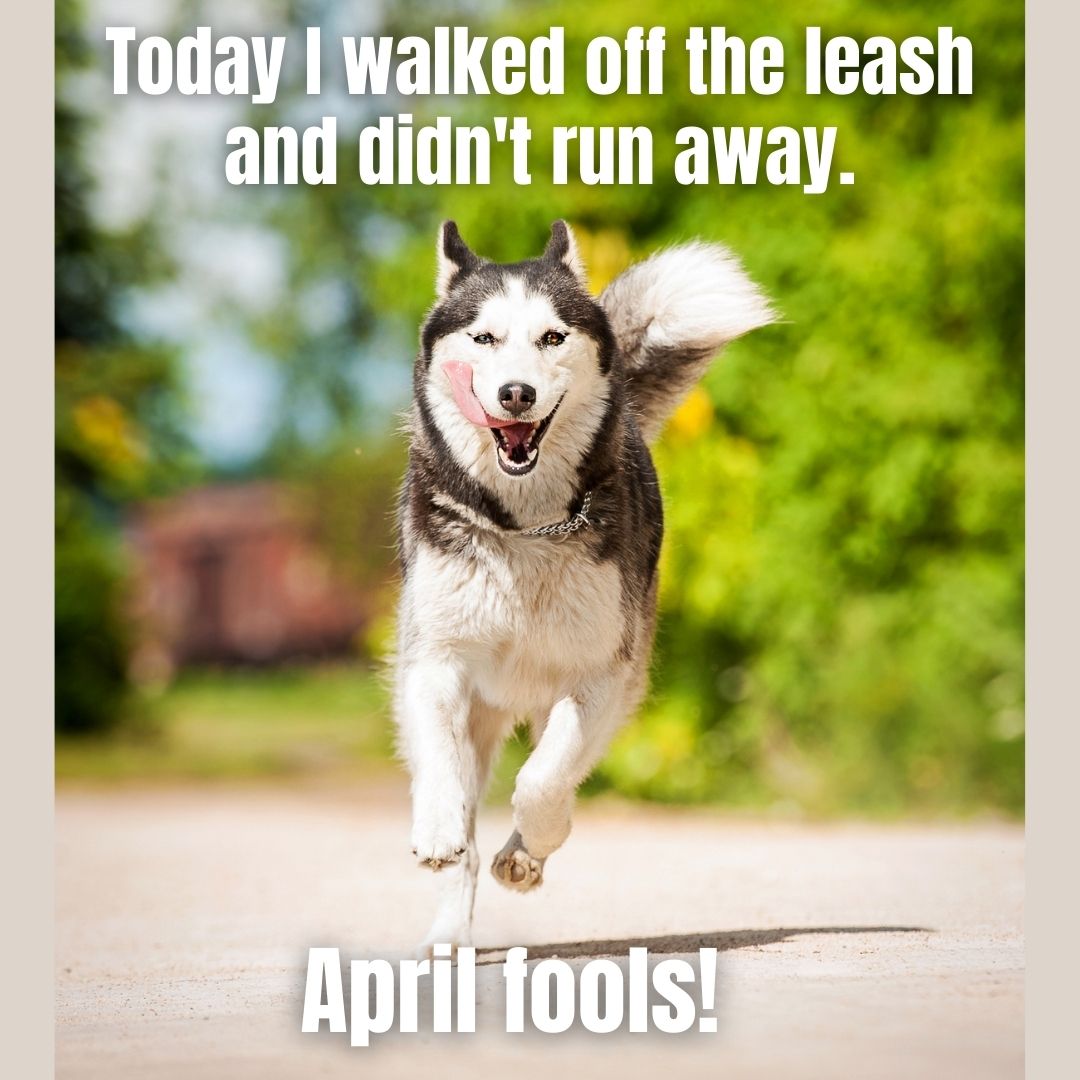 WeberOrtho's tweet photo. APRIL FOOLS! 

#ItsAHuskyThing #DogLife #WeberOrthodontics #DrRobertWeber #WheatonOrthodontist https://t.co/VtueKz3t29