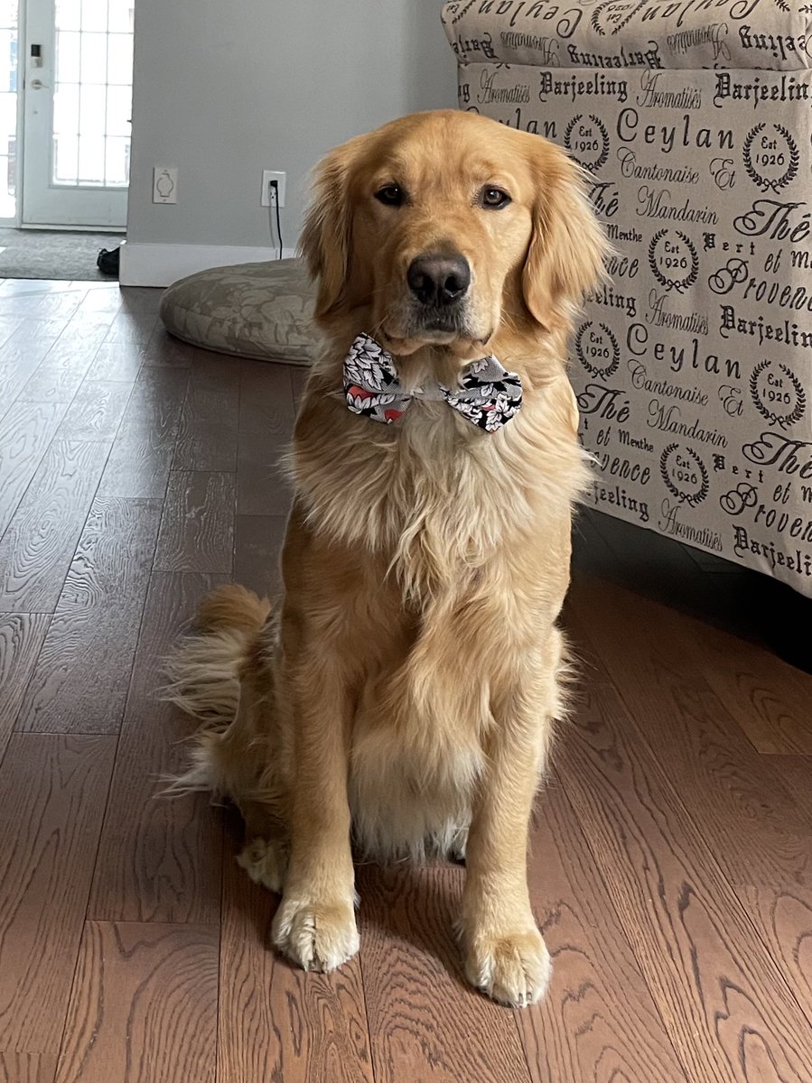 cgbosslady1's tweet photo. Happy Friday! The weekend is here! I’m looking forward to some “make it up to Benson” time for not bringing me to Jamaica. I’m putting together my list of demands… I mean activities… it’s going to be a long one! #tiesofbenson #dogsoftwitter #friyay #bennytime https://t.co/ChAuCMciH2
