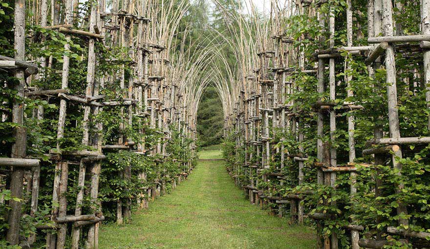 UrnaBios's tweet photo. #TreesAreAmazing
There is a cathedral in Italy that is made entirely of living trees! https://t.co/xKxOy5TX7v As the years pass the trees grow and create a beautiful landscape. Another remarkable thing is to see how the structure changes with each passing season! https://t.co/wsD7uMuymH