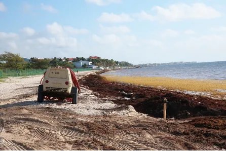 GlobalHealthEye's tweet photo. Our first place winner for the 2022 Eye on Global Health Writing Competition 🖊🌍

@MajaMilkowska explores the intersections of health, climate, and economics through a fresh lens: sargassum seaweed.

#climatechange #globalhealth #environmentalhealth

https://t.co/rJDaLX56jd https://t.co/zohz483TZU