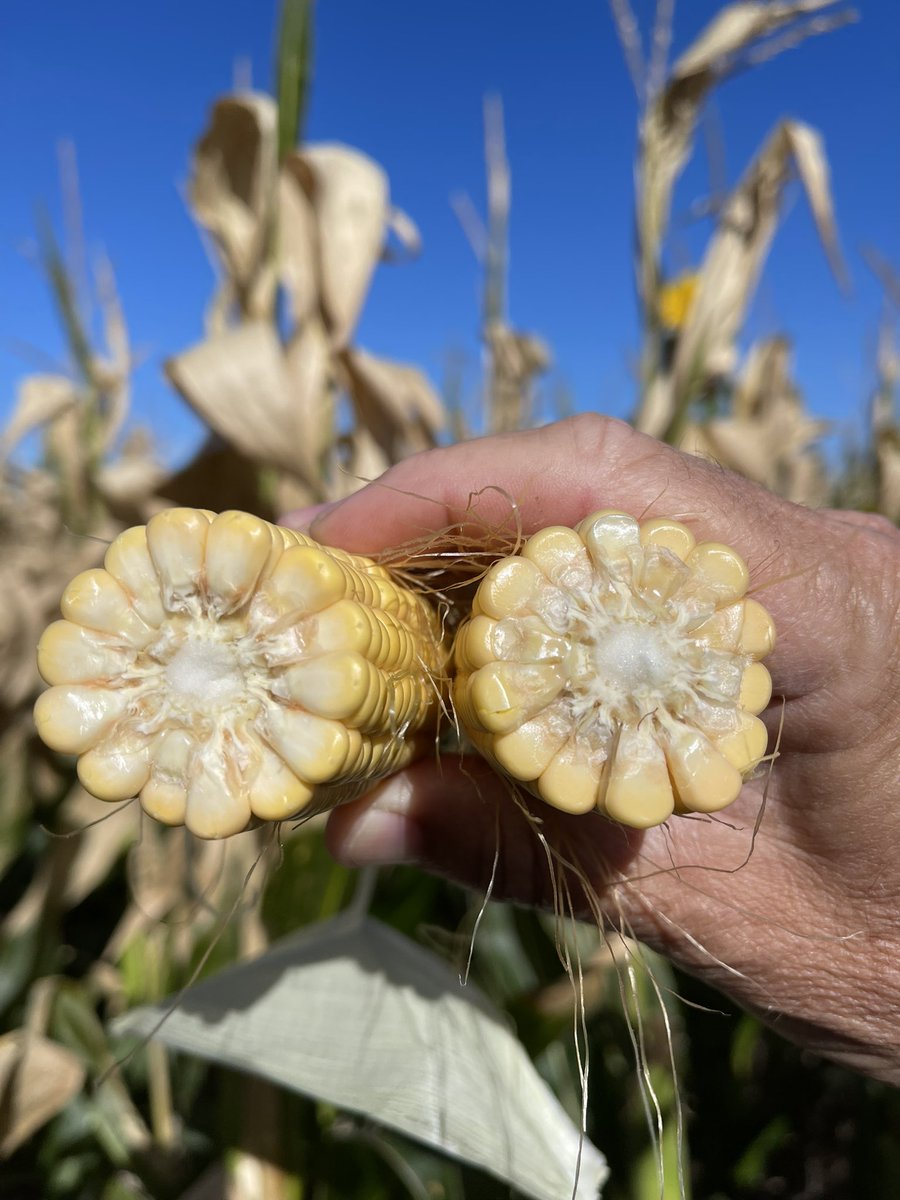 Maíz (MR: 106 ) 🌽 de 2da sobre trigo en las #Highlands de #Chillar le pegó la helada, se llevó 4 hojas de arriba 50% de las 2 siguientes pero sigue en camino! <a href="/Dealers_Pioneer/">Agencias PIONEER SUR</a> #Maiz2da #LaRevolucionDelMaiz