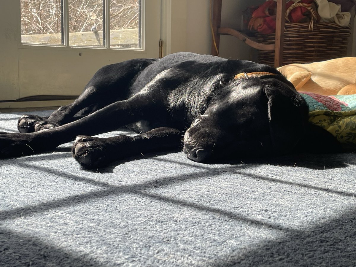 Emily_Advocates's tweet photo. Hi! Norbert here aka #Norbsy aka the unofficial #BanPFASPup 

I’m exhausted from all the celebrating 🥳 WA bill to #BanToxicPFAS became law, MD is close to sending its #PFAS bill to the gov&amp; more restaurants are phasing out these toxic chems! 
@GovInslee @GovLarryHogan @Starbucks https://t.co/xme2pYssj5