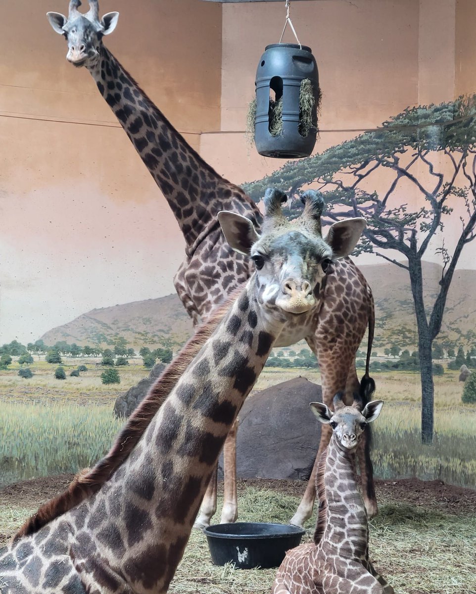 TheTorontoZoo's tweet photo. Three's company π #LittleLongLegs https://t.co/6CSWnuYdDV