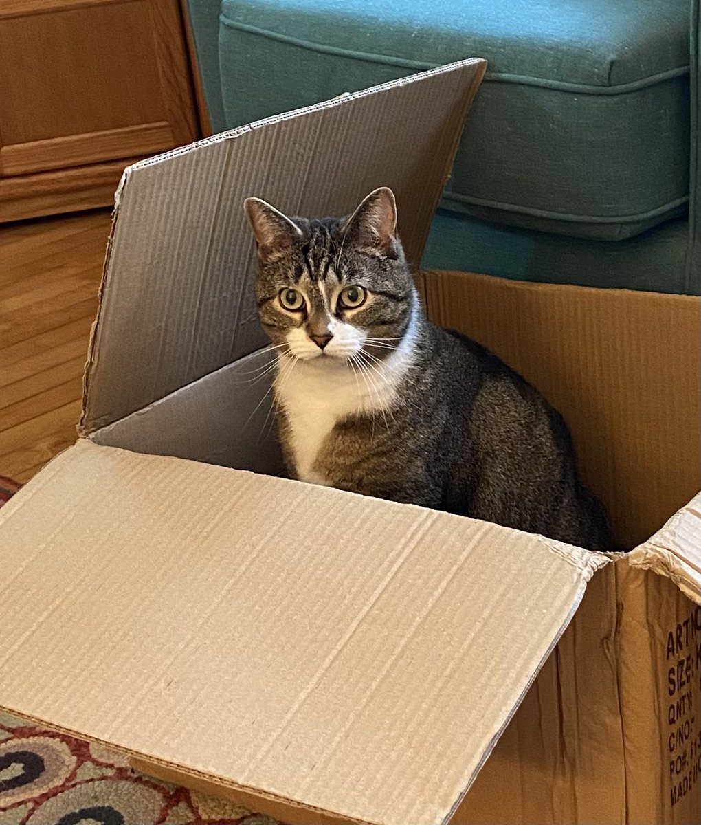 PeachesMelba2's tweet photo. I have a new box! It’s a perfect fit so I thought I would show it off. -Peaches #catsoftwitter #boxesrule https://t.co/wc9z8Yrt3d