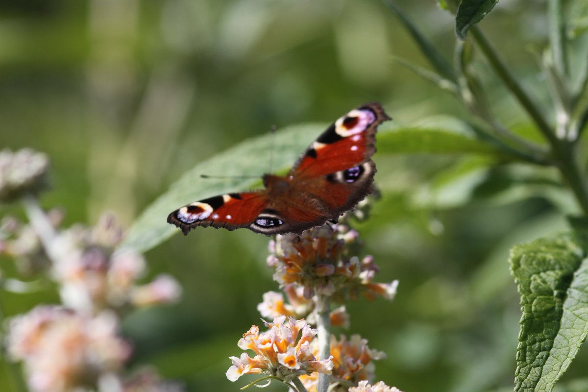 Dermotgardens's tweet photo. Peacock Butterfly showing its fantastic colours. https://t.co/HN5sdk2pWz