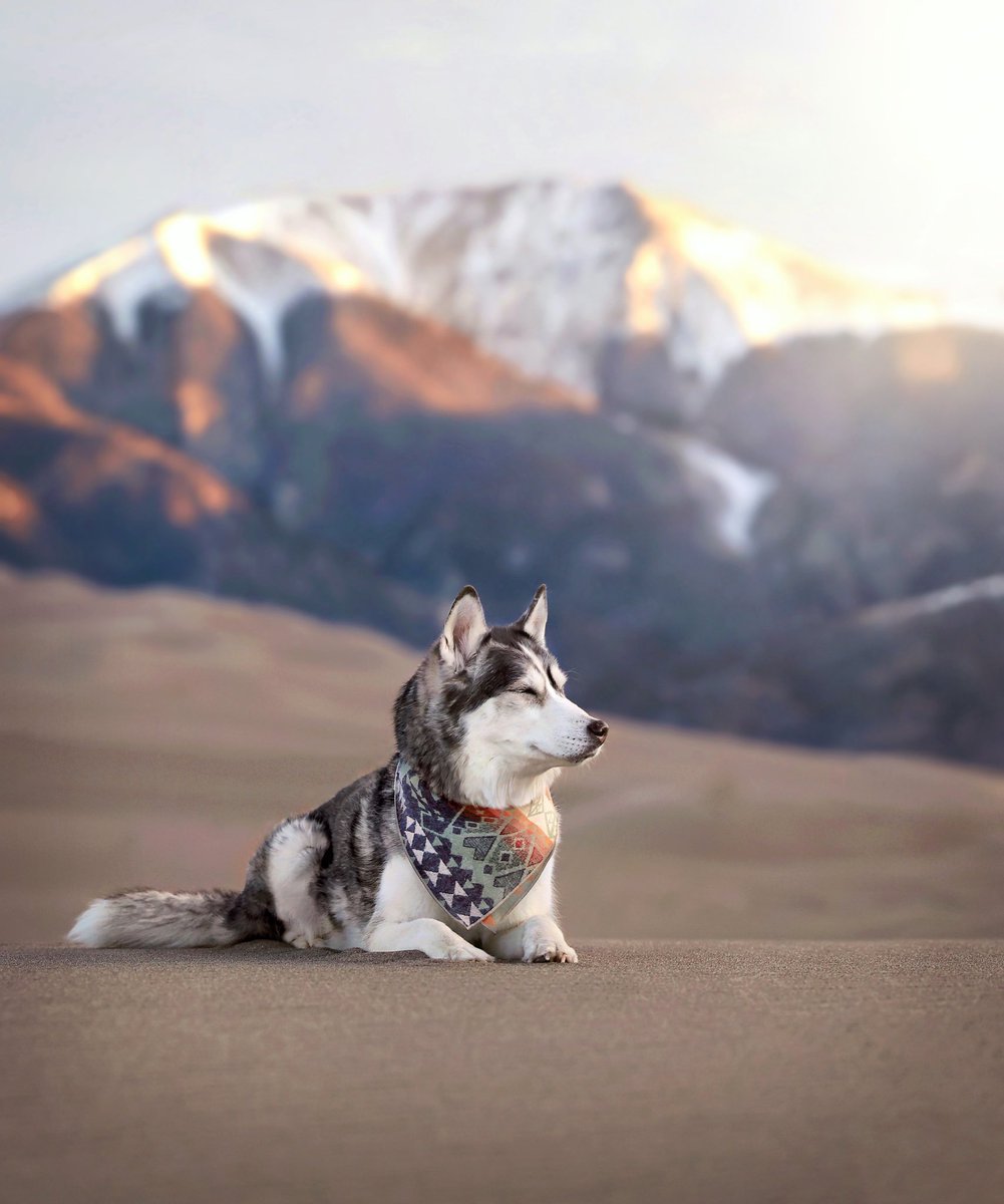 2Husketeers tweet media