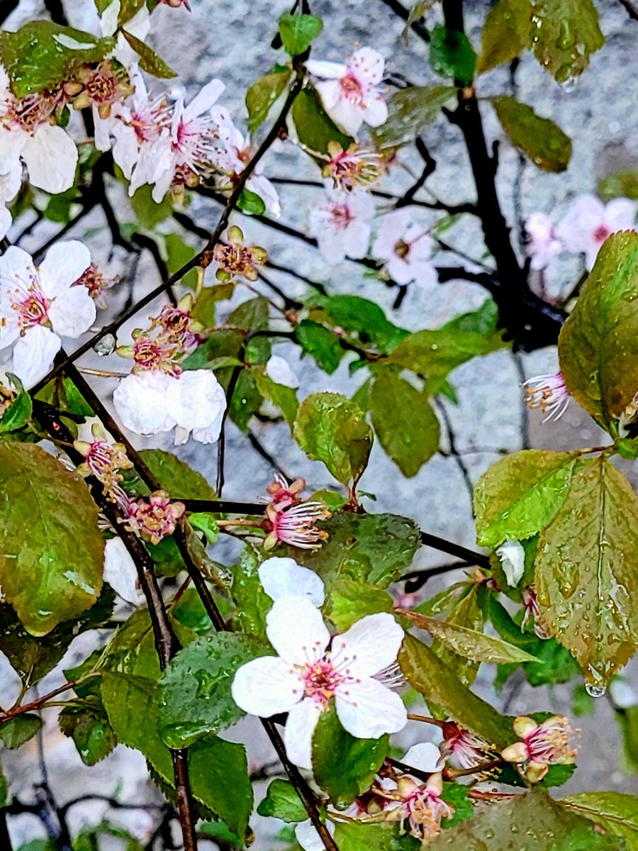 Kovet_o_49's tweet photo. Kedvenc falam esőben.🌸
2022.04 01 
Szép estét!
#GoodEvening #streetflower
#nature #Tree #Flowers https://t.co/68HOxf8aSC