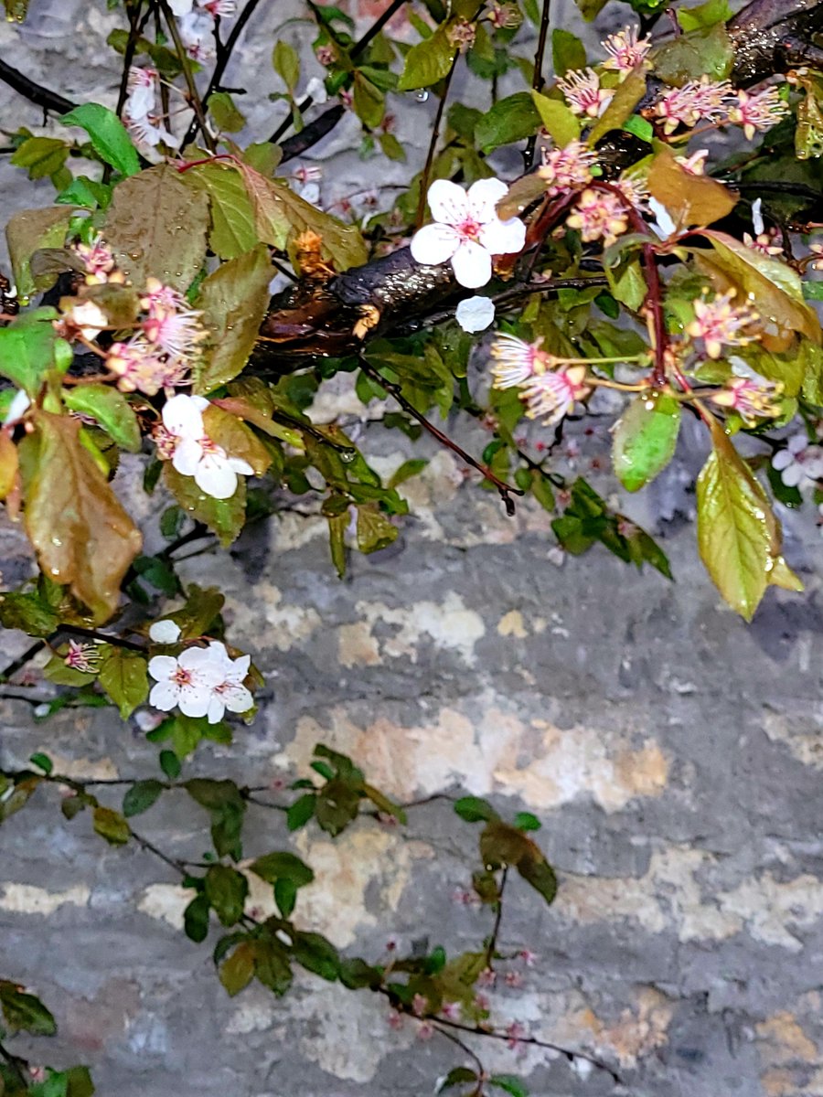 Kovet_o_49's tweet photo. Kedvenc falam esőben.🌸
2022.04 01 
Szép estét!
#GoodEvening #streetflower
#nature #Tree #Flowers https://t.co/68HOxf8aSC