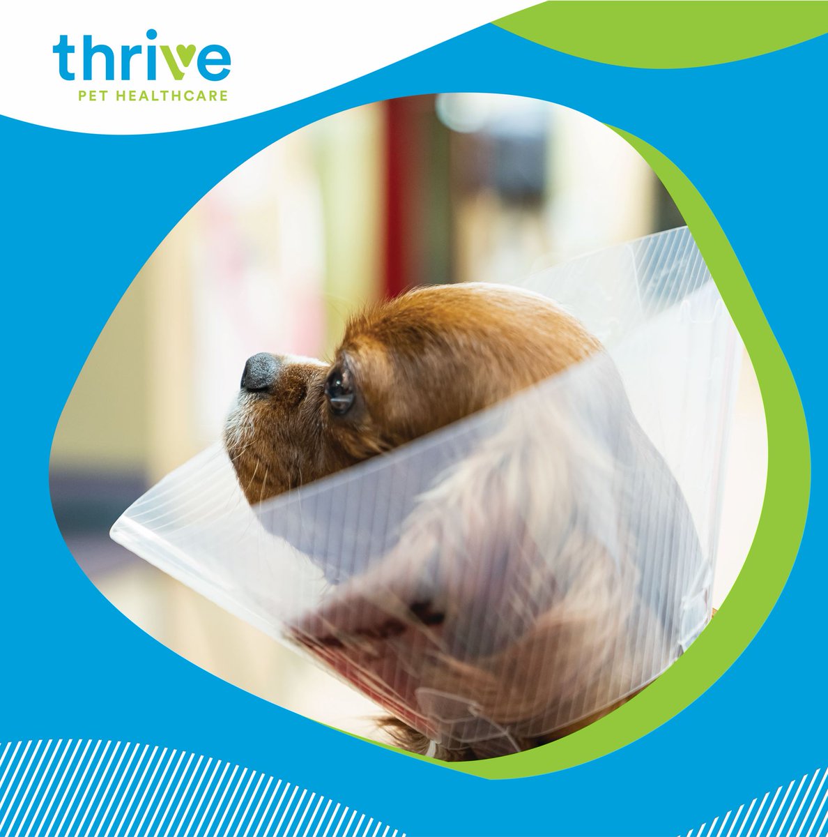 Thrive_petcare's tweet photo. While we never want to put our furry family members through surgery, it's sometimes necessary to help ensure they live a longer and healthier life with you. Check out our post-surgery guide for pet parents, https://t.co/FYXSFPnY1r.  
#petcare #healthypets #recovery #petsurgery https://t.co/6GD4ZPUb5d