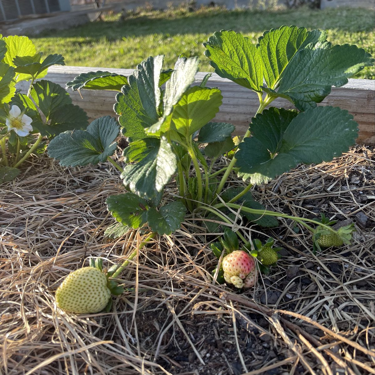 cjsavant's tweet photo. @Walmart #SpringSavingsContest   #WalmartSpringSavings My strawberries are going great https://t.co/BHYBrEkSy9