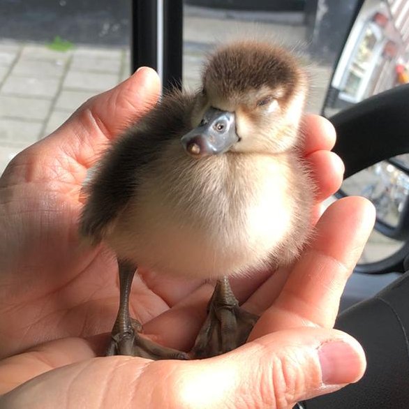 Dit #nijlgans pulletje is achtergebleven, zijn moeder en de rest van het kroost zwommen weg en lieten deze schat achter. Zo moe, zo schattig, zo alleen #Sloterplas
Fijn weekend, deze mop gaat aan de #vrijmibo bij ome Gerrit #vrijwilligers #dierenambulance #Amsterdam