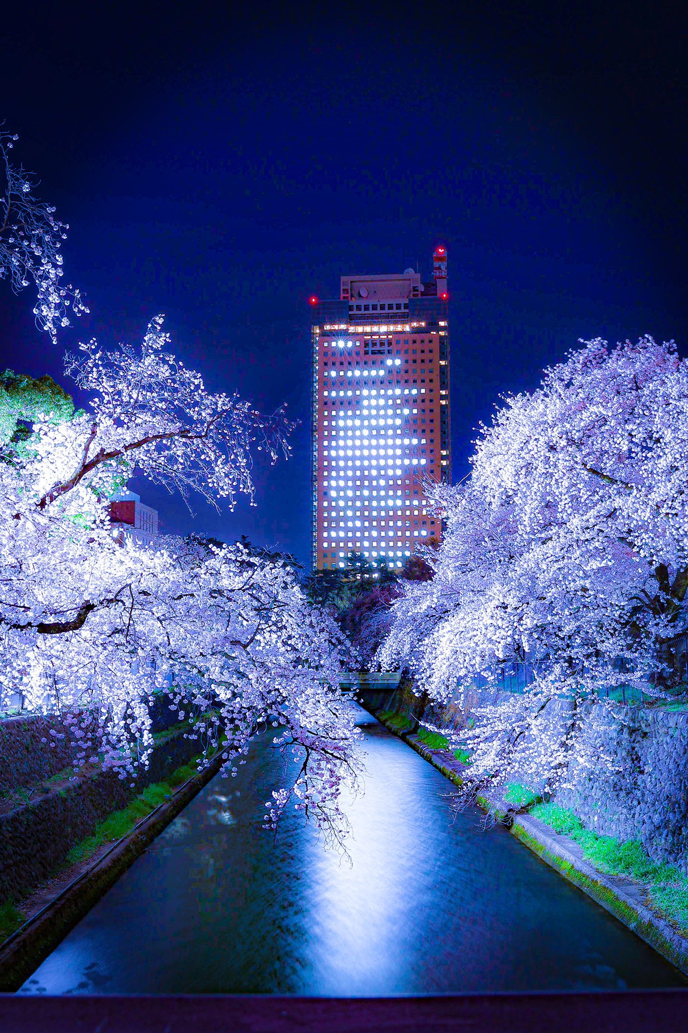 Uvu 前橋公園 夜桜 ライトアップ 桜 花見 夜桜 前橋 前橋公園 群馬県庁 Cherryblossom Canon Eosr6 Lightroom T Co Uqpe4j9k6q Twitter