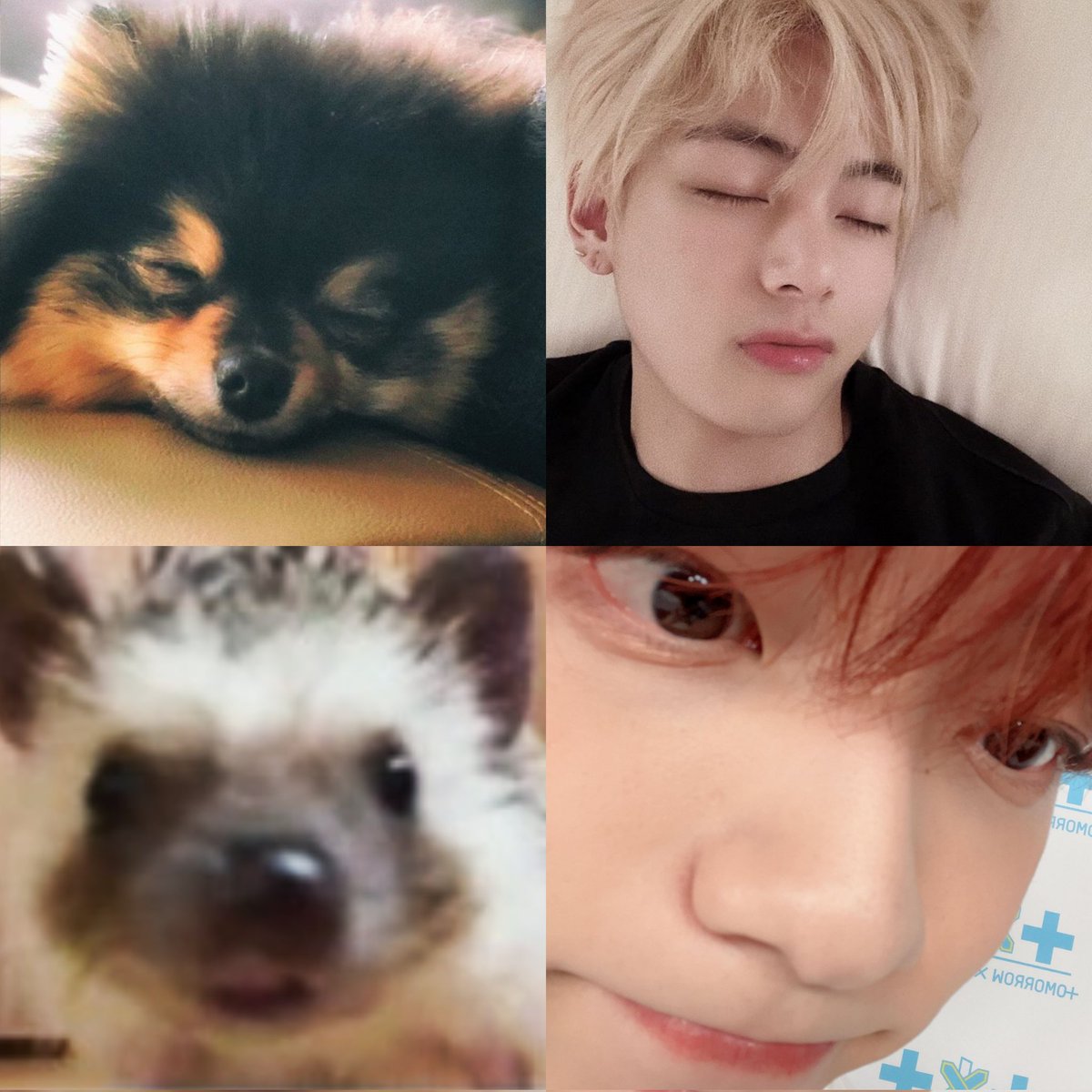 like father like son 🐶🦔
#TAEHYUNG #SOOBIN