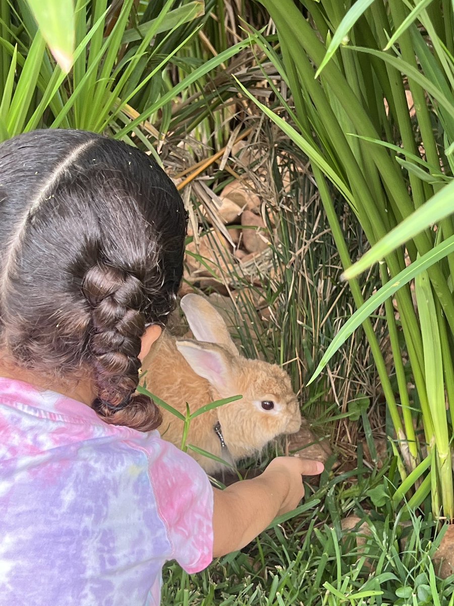 clairevpotts's tweet photo. We love taking knuffle bunny for a walk - although I am not sure who is walking who! #ibpyp #earlyyears #supportrabbit @AISLusaka with @jcd118 https://t.co/JBSIFvWBDd
