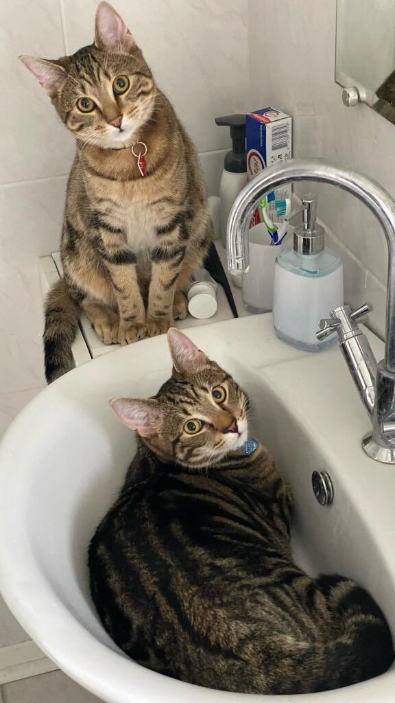 CosmoDjangoIndy's tweet photo. No you may not brush you teefs!! The sink is ours!! #cats #CatsOfTwitter #CatsOnTwitter #catsofinstagram https://t.co/RQHJz1CMoe