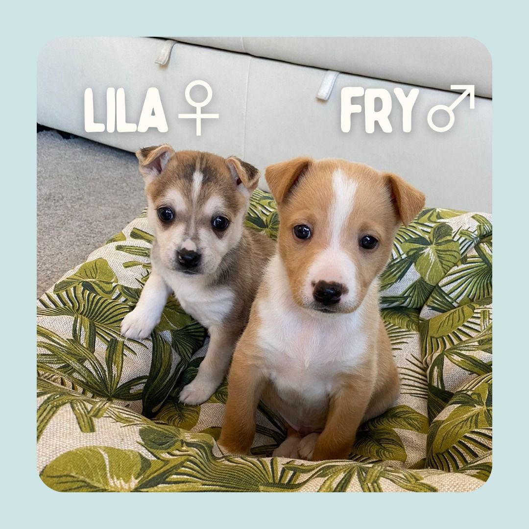 protemalaga's tweet photo. Camada Futurama🤖 
Tienen 1 mes y medio y serán de tamaño mediano-pequeño.
Son muy cariñosos y juguetones.
Lila reservada‼️
Si te has enamorado de algún hermanito escribe a: acogidas@protectoramalaga.com https://t.co/B9SIkqbYGn
