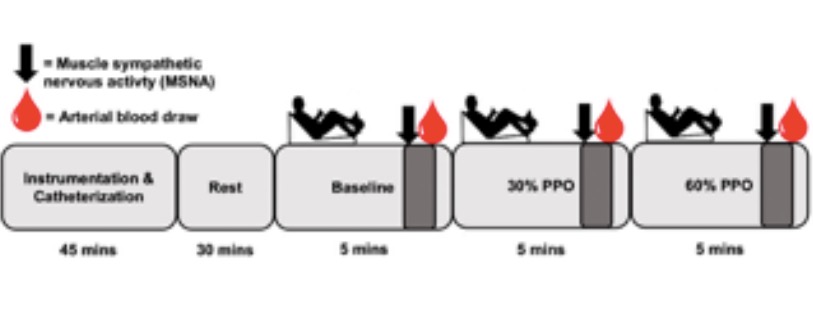 #ArticlesInPress: Global Reach 2018: Sympathetic neural and #hemodynamic responses to #submaximal exercise in Andeans with and without chronic mountain sickness
(Hansen et al.)
ow.ly/X2cF50Iyb8Y
<a href="/uniinnsbruck/">@uniinnsbruck@social.uibk.ac.at</a> 
<a href="/alex_hansen3/">Alexander Hansen</a>  <a href="/LydSimpson/">Lydia L Simpson</a>  <a href="/TonyDawkins/">Tony Dawkins, PhD</a> <a href="/FCVillafuerte/">Paco Villafuerte</a>