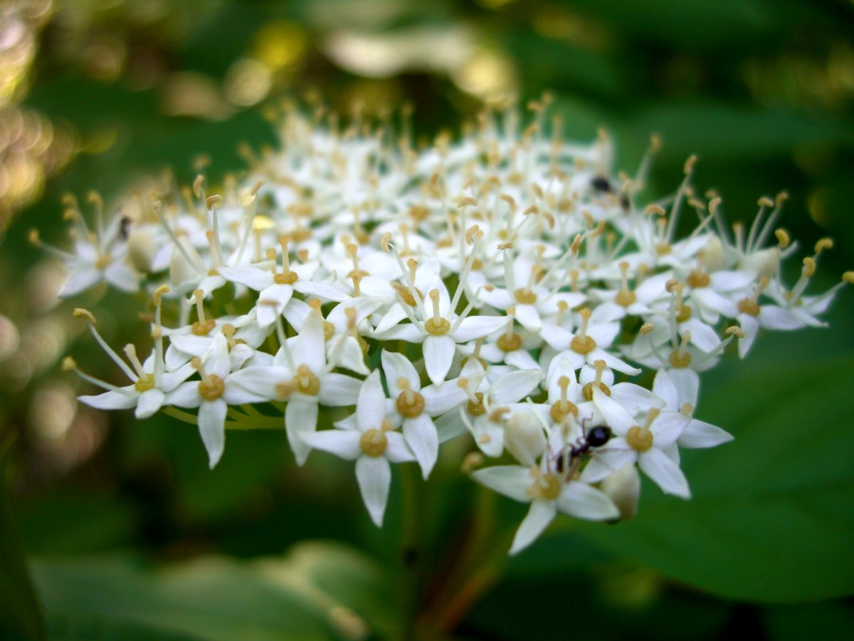 April is both National &amp; #OhioNativePlantMonth. Throughout the month we will recommend natives plants for gardens. They will be both lovely to look at and beneficial to our local wildlife. A win-win! Stay tuned...
nationalnativeplantmonth.org
📷 Red osier dogwood by Ann McCulloh