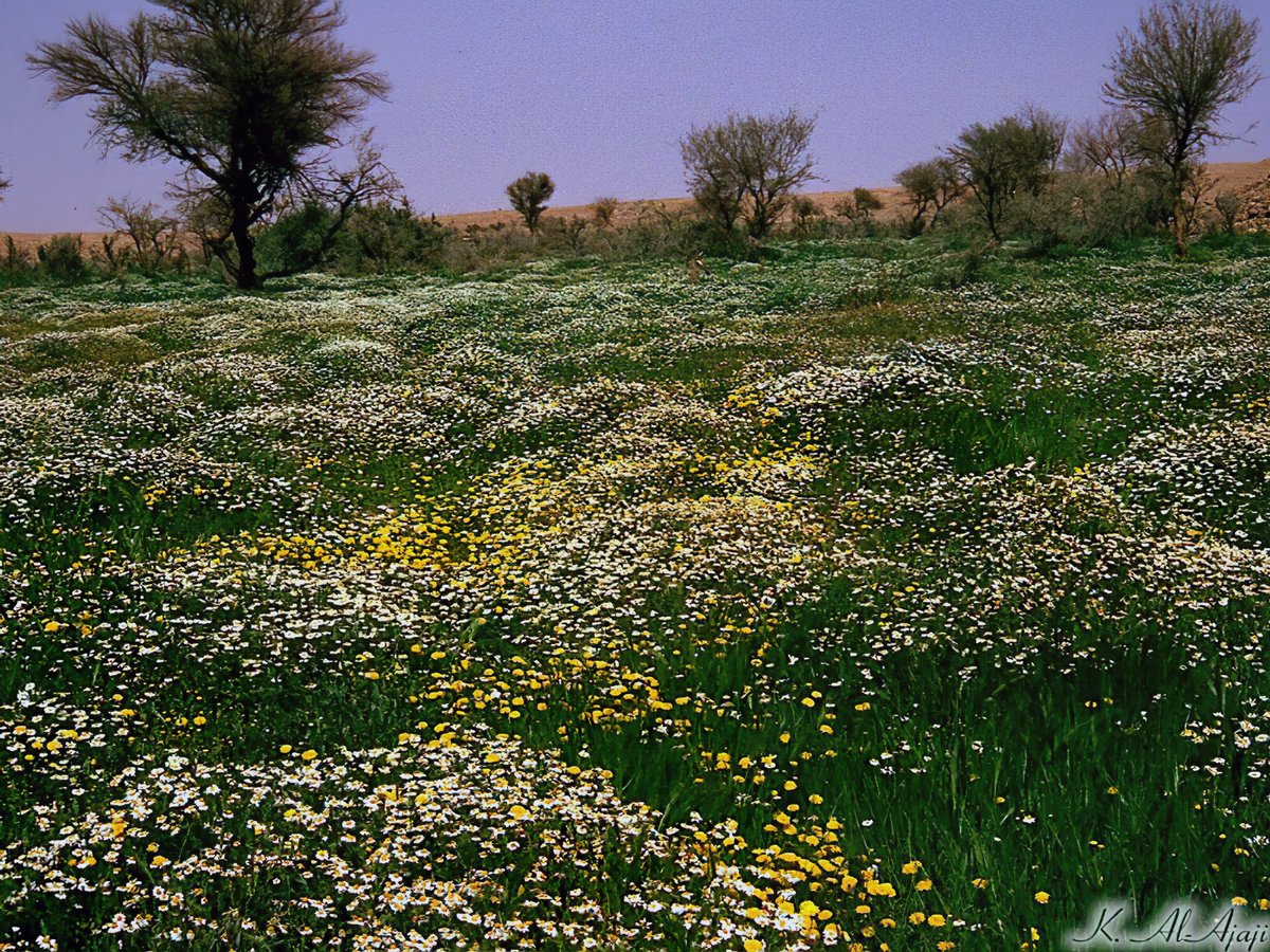 Khalid_AlAjaji's tweet photo. ربيع شعبان قبل 33 سنة، عام 1410 هـ
شعيب محارق https://t.co/VT01EePSOq