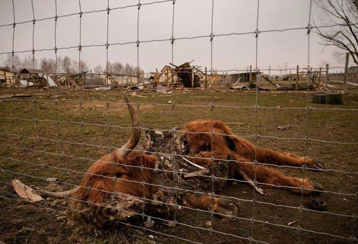 This is zoo near Kyiv. Previously, families with children used to come here to feed the animals. Now there are pain, hunger and death brought by Russian soldiers. The Ukrainian army is trying to save the animals that survived. There is an abyss of civilization between 🇺🇦 and 🇷🇺