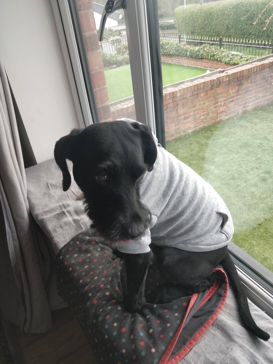 @martynnorton393 <a href="/PatTerriers/">Patterdale Terriers</a> <a href="/LUFC/">Leeds United</a> I've come back home to my boy looking like this
