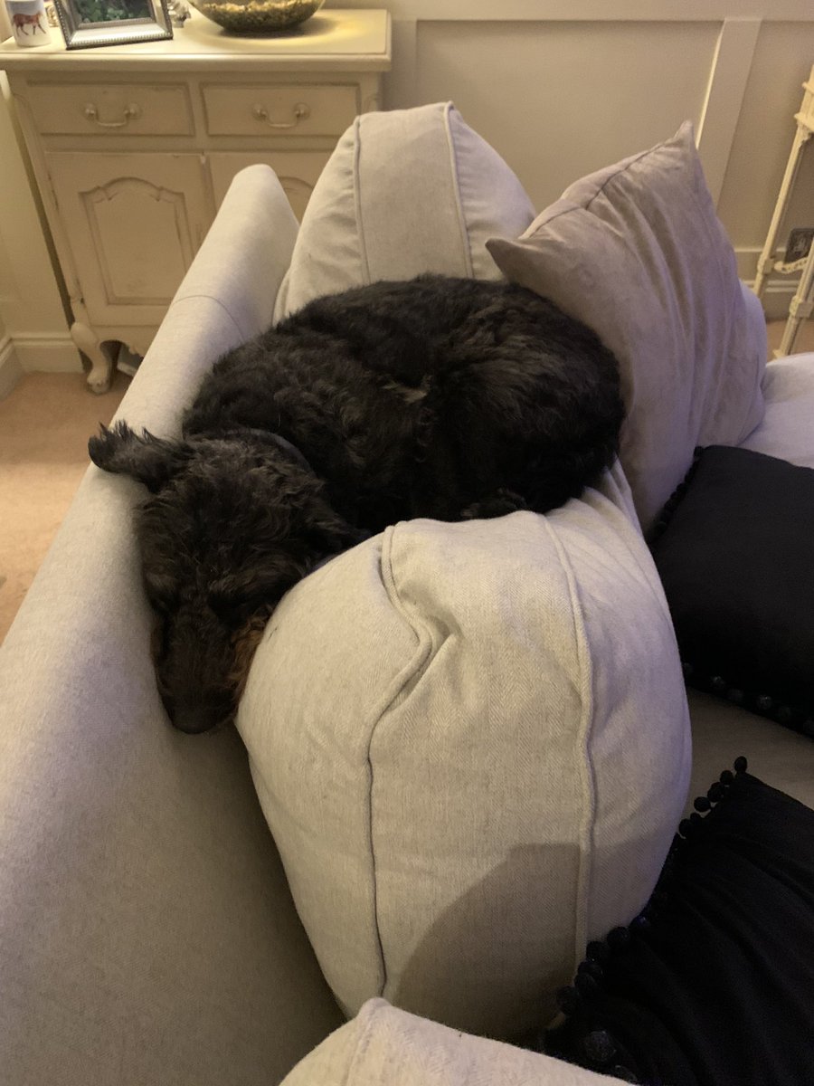 <a href="/PatTerriers/">Patterdale Terriers</a> Chill out 🙈