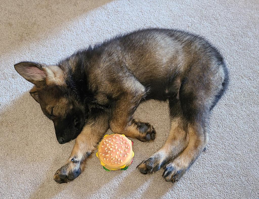 JBMEquiFarms's tweet photo. When you're just too tired to eat your burger 🍔 😴
#puppy #crashed #puppyinthehouse #muffit #GermanShepherd https://t.co/7fYgBcbkGe