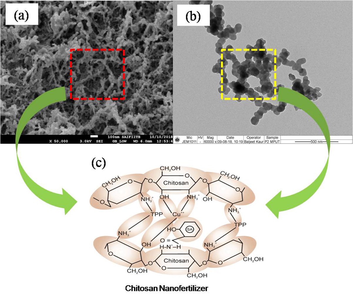 The surface-area-to-volume ratio is past <a href="/nano/">Nano</a> , things are now shifted to next level sciencedirect.com/science/articl… <a href="/ramgopal_rao/">V. Ramgopal Rao, Ph.D.</a> <a href="/DBTIndia/">Department of Biotechnology</a> <a href="/EUCHIS_Chitin/">EUCHIS</a> #NanoFertilizer #biomaterial #chitosan #nanonutrients