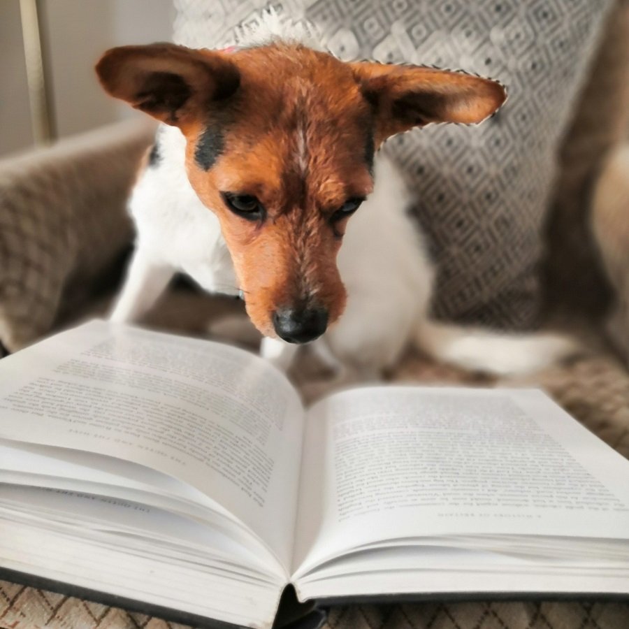 ColMuseums's tweet photo. This is Daisy, the furry companion of our Project Officer. We're not sure what she's reading. Hopefully 'The Art of Staying Silent During Video Calls'...
#DogsOfTwitter #NationalPetMonth #MuseumPets https://t.co/NFhjoSkHTT