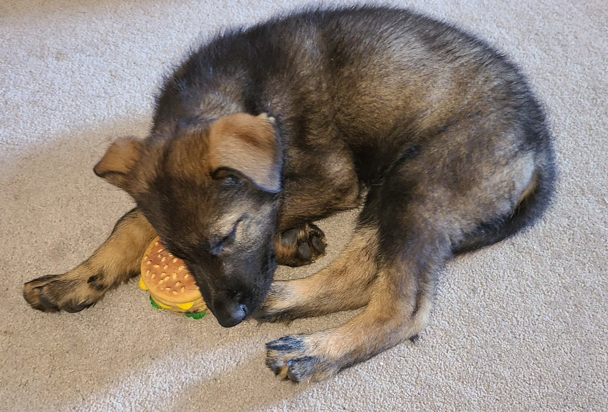 JBMEquiFarms's tweet photo. When you're just too tired to eat your burger 🍔 😴
#puppy #crashed #puppyinthehouse #muffit #GermanShepherd https://t.co/7fYgBcbkGe